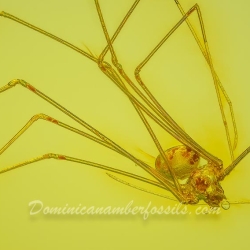 AF01 234 Araneae Haplogynae Pholcidae   Cellar Spider 4