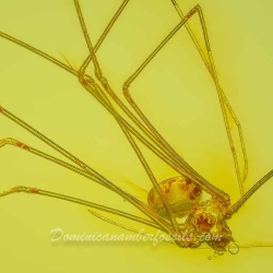 AF01 234 Araneae Haplogynae Pholcidae   Cellar Spider 5