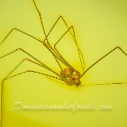 AF01 234 Araneae Haplogynae Pholcidae   Cellar Spider 6