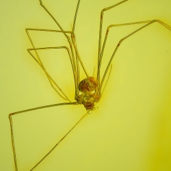 AF01 234 Araneae Haplogynae Pholcidae   Cellar Spider 8