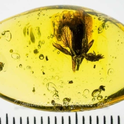 AF01 236 Fresh Looking Flower Fossil In Dominican Amber