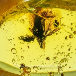 AF01 236 Fresh Looking Flower Fossil In Dominican Amber 10