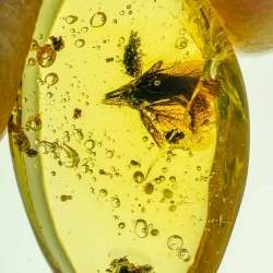 AF01 236 Fresh Looking Flower Fossil In Dominican Amber 11