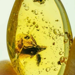 AF01 236 Fresh Looking Flower Fossil In Dominican Amber 12