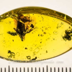 AF01 236 Fresh Looking Flower Fossil In Dominican Amber 2