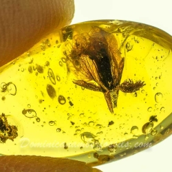 AF01 236 Fresh Looking Flower Fossil In Dominican Amber 3