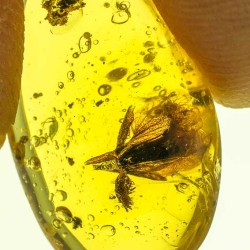 AF01 236 Fresh Looking Flower Fossil In Dominican Amber 4