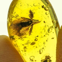 AF01 236 Fresh Looking Flower Fossil In Dominican Amber 5