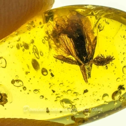 AF01 236 Fresh Looking Flower Fossil In Dominican Amber 6