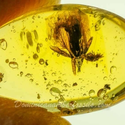 AF01 236 Fresh Looking Flower Fossil In Dominican Amber 8