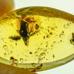 AF01 236 Fresh Looking Flower Fossil In Dominican Amber 9