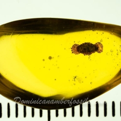 AF01 237 Moth Case Fossil In Dominican Amber 9