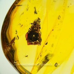 AF01 238 Flower Fossil In Dominican Amber 10