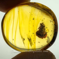 AF01 238 Flower Fossil In Dominican Amber 11