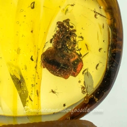 AF01 238 Flower Fossil In Dominican Amber 12