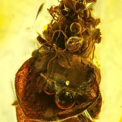 AF01 238 Flower Fossil In Dominican Amber 2