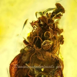 AF01 238 Flower Fossil In Dominican Amber 3