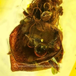 AF01 238 Flower Fossil In Dominican Amber 5