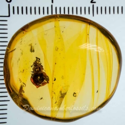 AF01 238 Flower Fossil In Dominican Amber 6