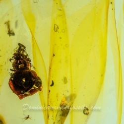 AF01 238 Flower Fossil In Dominican Amber 7