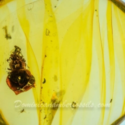 AF01 238 Flower Fossil In Dominican Amber 8