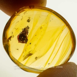 AF01 238 Flower Fossil In Dominican Amber 9