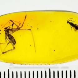 AF01 240 Araneae Theridiidae   Tangle Web Spider Fossil Inclusion In Dominican Amber 11