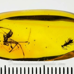 AF01 240 Araneae Theridiidae   Tangle Web Spider Fossil Inclusion In Dominican Amber 12