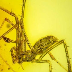 AF01 240 Araneae Theridiidae   Tangle Web Spider Fossil Inclusion In Dominican Amber