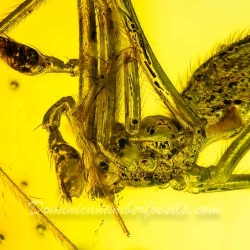 AF01 240 Araneae Theridiidae   Tangle Web Spider Fossil Inclusion In Dominican Amber 3