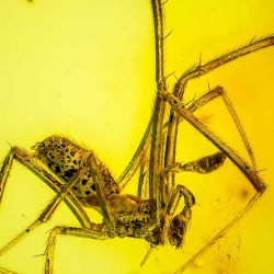 AF01 240 Araneae Theridiidae   Tangle Web Spider Fossil Inclusion In Dominican Amber 4