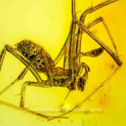 AF01 240 Araneae Theridiidae   Tangle Web Spider Fossil Inclusion In Dominican Amber 6