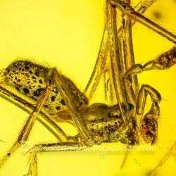 AF01 240 Araneae Theridiidae   Tangle Web Spider Fossil Inclusion In Dominican Amber 7