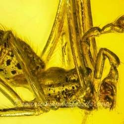 AF01 240 Araneae Theridiidae   Tangle Web Spider Fossil Inclusion In Dominican Amber 8