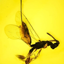 AF01 242 Hymenoptera Ichneumonidae   Ichneumonid Wasp 4