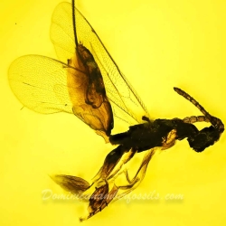 AF01 242 Hymenoptera Ichneumonidae   Ichneumonid Wasp 5