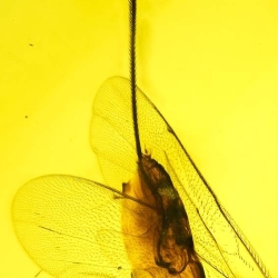 AF01 242 Hymenoptera Ichneumonidae   Ichneumonid Wasp 6
