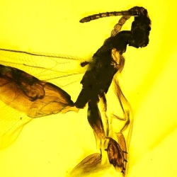 AF01 242 Hymenoptera Ichneumonidae   Ichneumonid Wasp 7