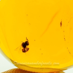 AF01 245 Hymenoptera Proplebeia Dominicana   Stingless Bee 10