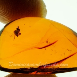 AF01 245 Hymenoptera Proplebeia Dominicana   Stingless Bee 12