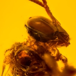 AF01 245 Hymenoptera Proplebeia Dominicana   Stingless Bee 6