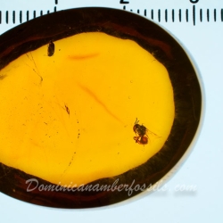 AF01 245 Hymenoptera Proplebeia Dominicana   Stingless Bee 8