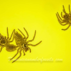 AF01 246 Spiderlings