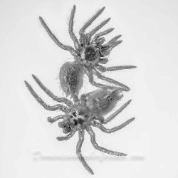 AF01 246 Spiderlings 3