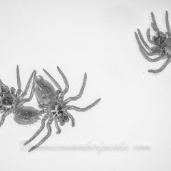 AF01 246 Spiderlings 4