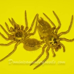 AF01 246 Spiderlings 5