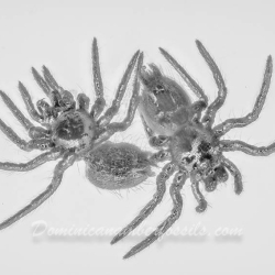 AF01 246 Spiderlings 6