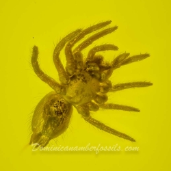 AF01 246 Spiderlings 7