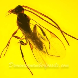 AF01 247 Hymenoptera Braconidae   Braconid Wasp 2