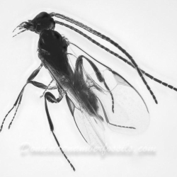 AF01 247 Hymenoptera Braconidae   Braconid Wasp 5